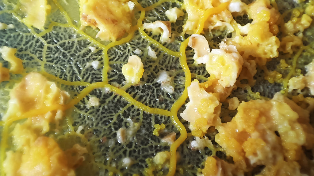 Kit d'élevage de Blob Experiment Pack !