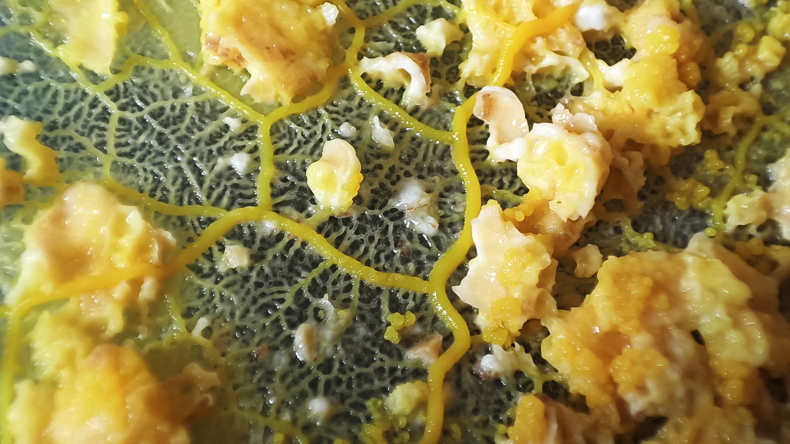 Pack de 5 sclérotes