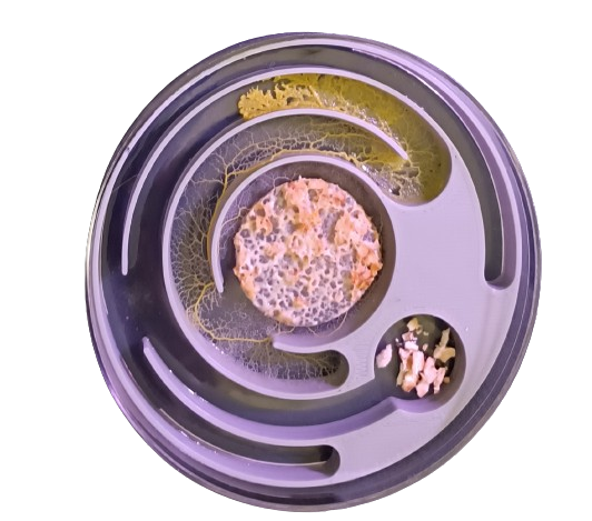 Kit d'élevage de Blob Experiment Pack !