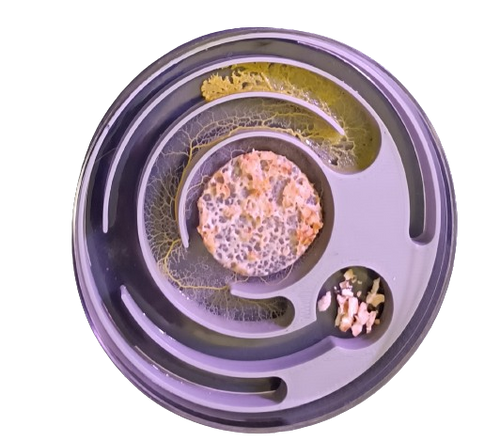 Kit d'élevage de Blob Experiment Pack !