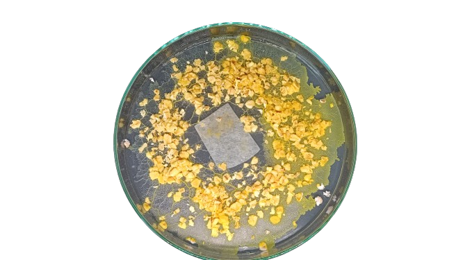 Kit d'élevage de Blob Experiment Pack !